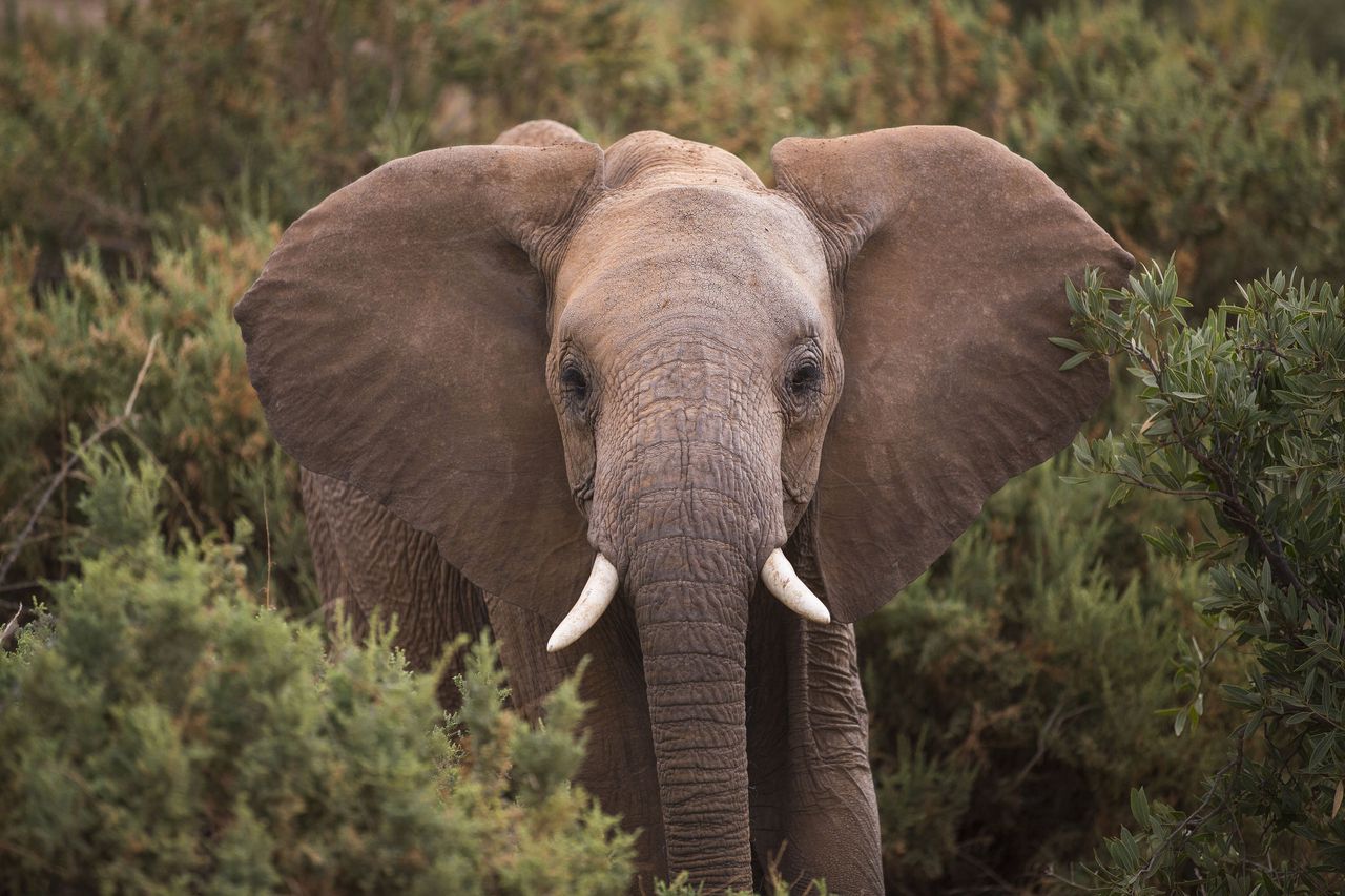 <em>Hoe maken  (en horen) olifanten zulke extreem lage geluiden</em>  ? 