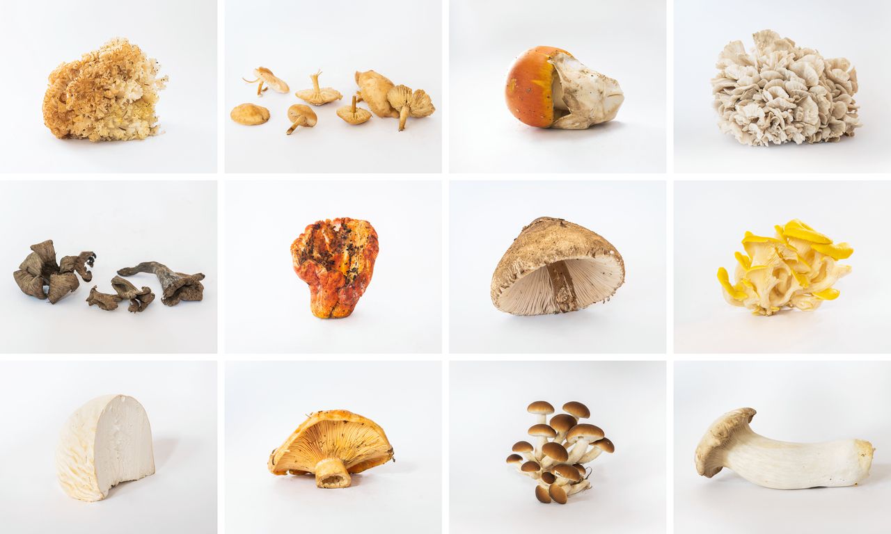 Hier moet je op letten als je paddenstoelen wilt gaan eten 