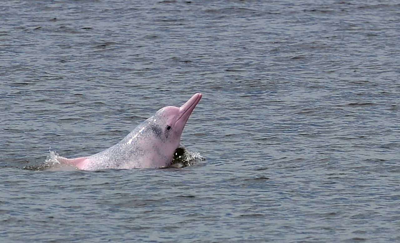 In a picture taken on August 19, 2011, a Chinese white dolphin or Indo-Pacific humpback dolphin, nicknamed the pink dolphin, swims in waters off the coast of Hong Kong. A Hong Kong conservation group said on January 14, 2012 it has set up a DNA bank for the rare Chinese white dolphin, also known as the pink dolphin, in a bid to save the mammals facing a sharp population decline. AFP PHOTO / DANIEL SORABJI