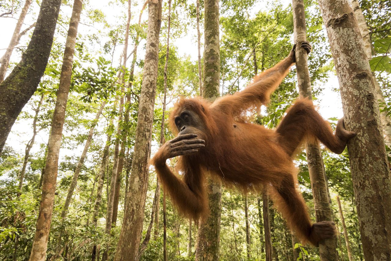 De orang-oetan wil eten, dus komt hij steeds vaker buurten 