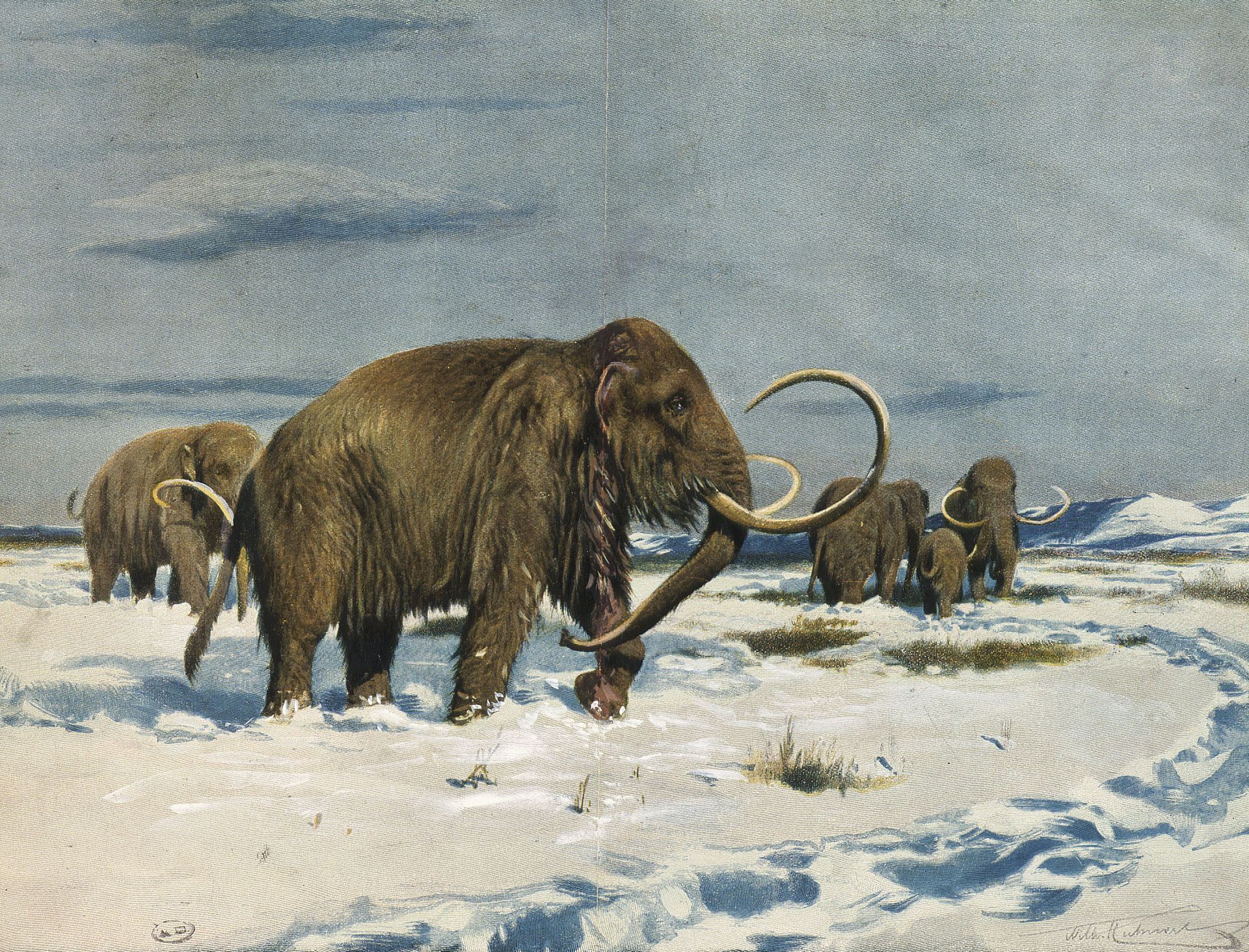 Зденек буриан шерстистый носорог. Доисторических животных находятся на территории якутии. Эласмотерий и шерстистый носорог. Носорог шерстистый плейстоцен. Доисторических животных находятся на территории якутии.