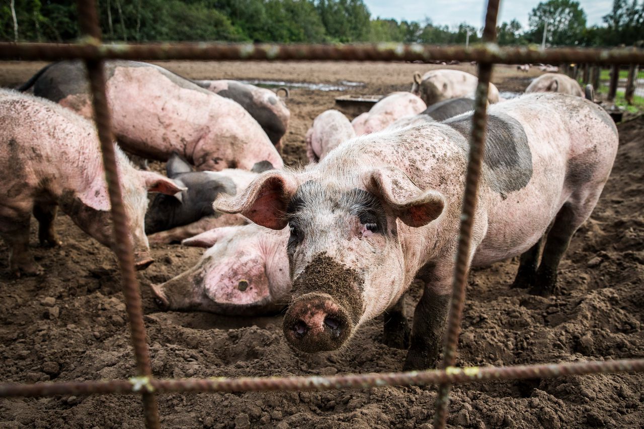 Van de 407 varkenshouders in beeld voor de uitkoopregeling, zou 50 tot 60 procent daadwerkelijk tekenen.