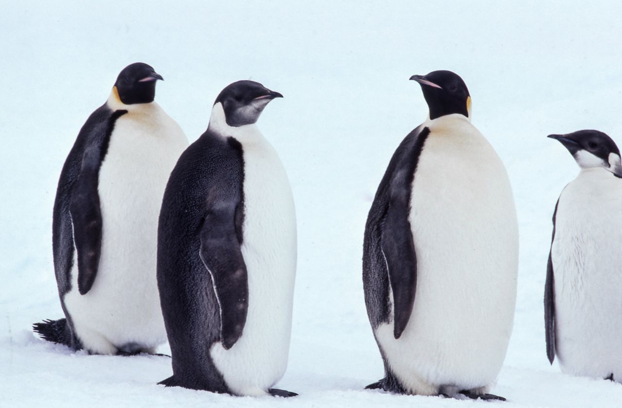 Kolonie keizerspinguïns op Antarctica