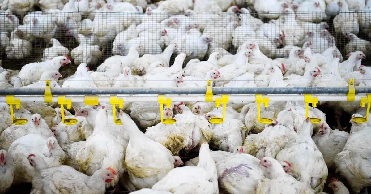 Alle Nederlandse supermarktketens schrappen verse plofkip per 2023 - NRC