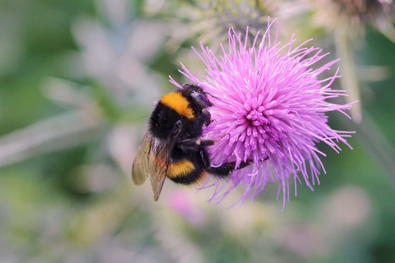 NRC checkt ‘Inheemse planten in de tuin, insecten zijn daar ook blij