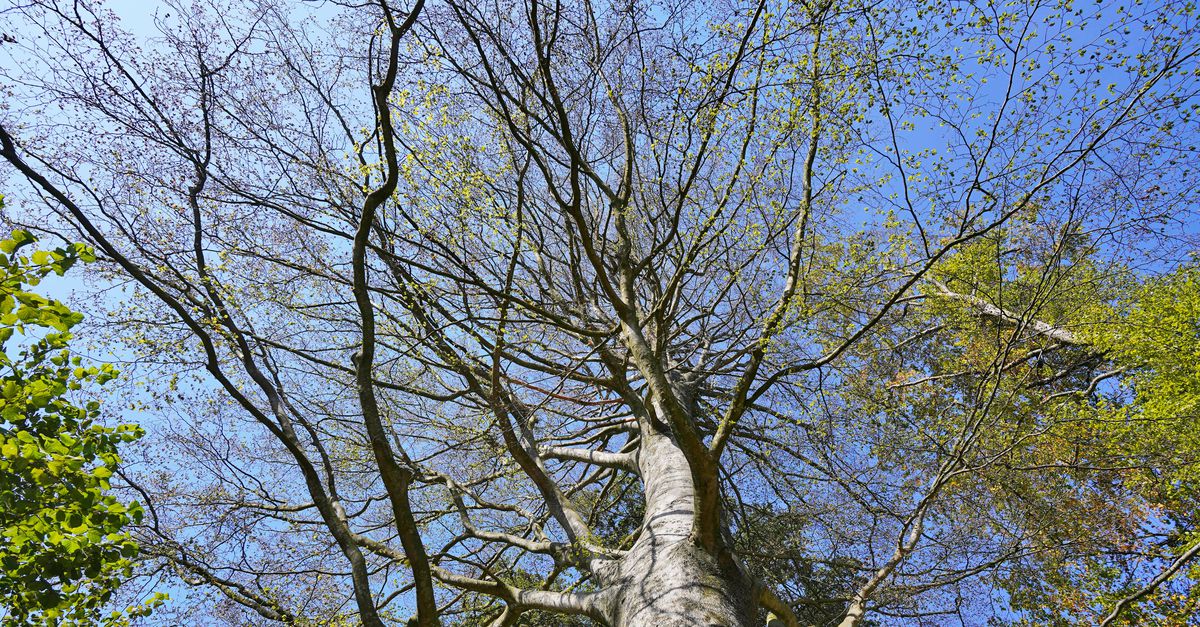 Kunnen planten echt ‘praten’?