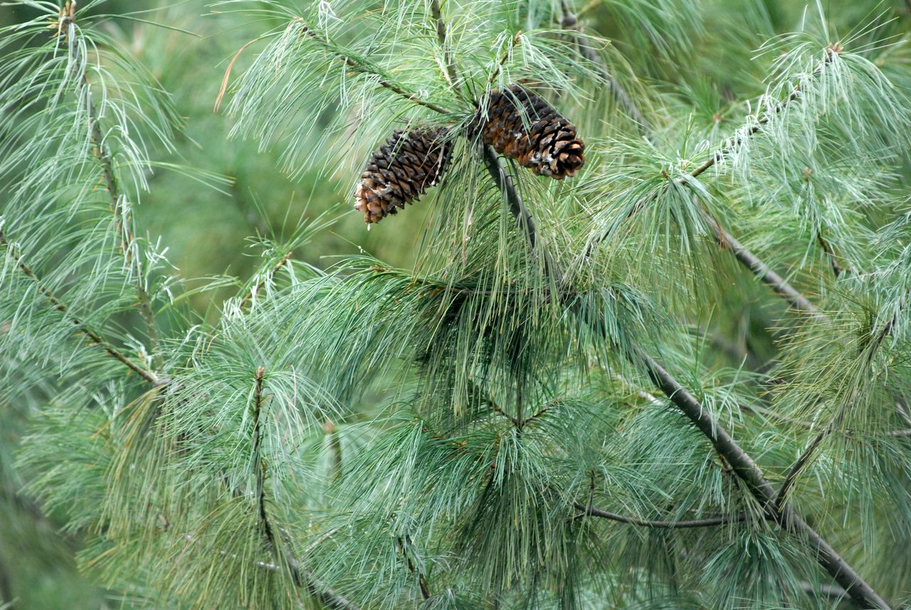 Chinese den Pinus armandii