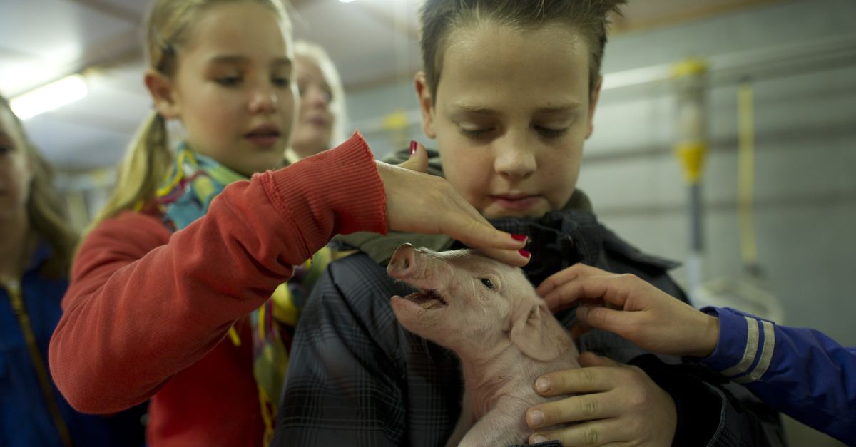 Megastallen? Dit zijn familiebedrijven NRC