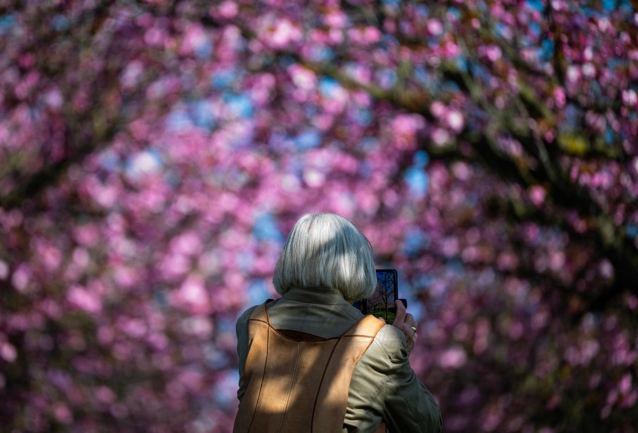 Een vrouw maakt in Berlijn met haar telefoon een foto van bloesem die er ‘instagrammable’ uitziet. Foto John Macdougall/AFP