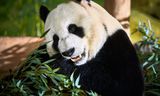 De panda’s in Rhenen zijn inmiddels gewend, nu is het wachten op voortplanting