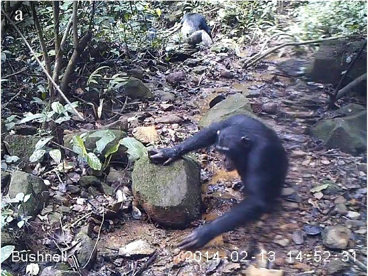 Chimpansees in Guinee eten zoetwaterkrabben 