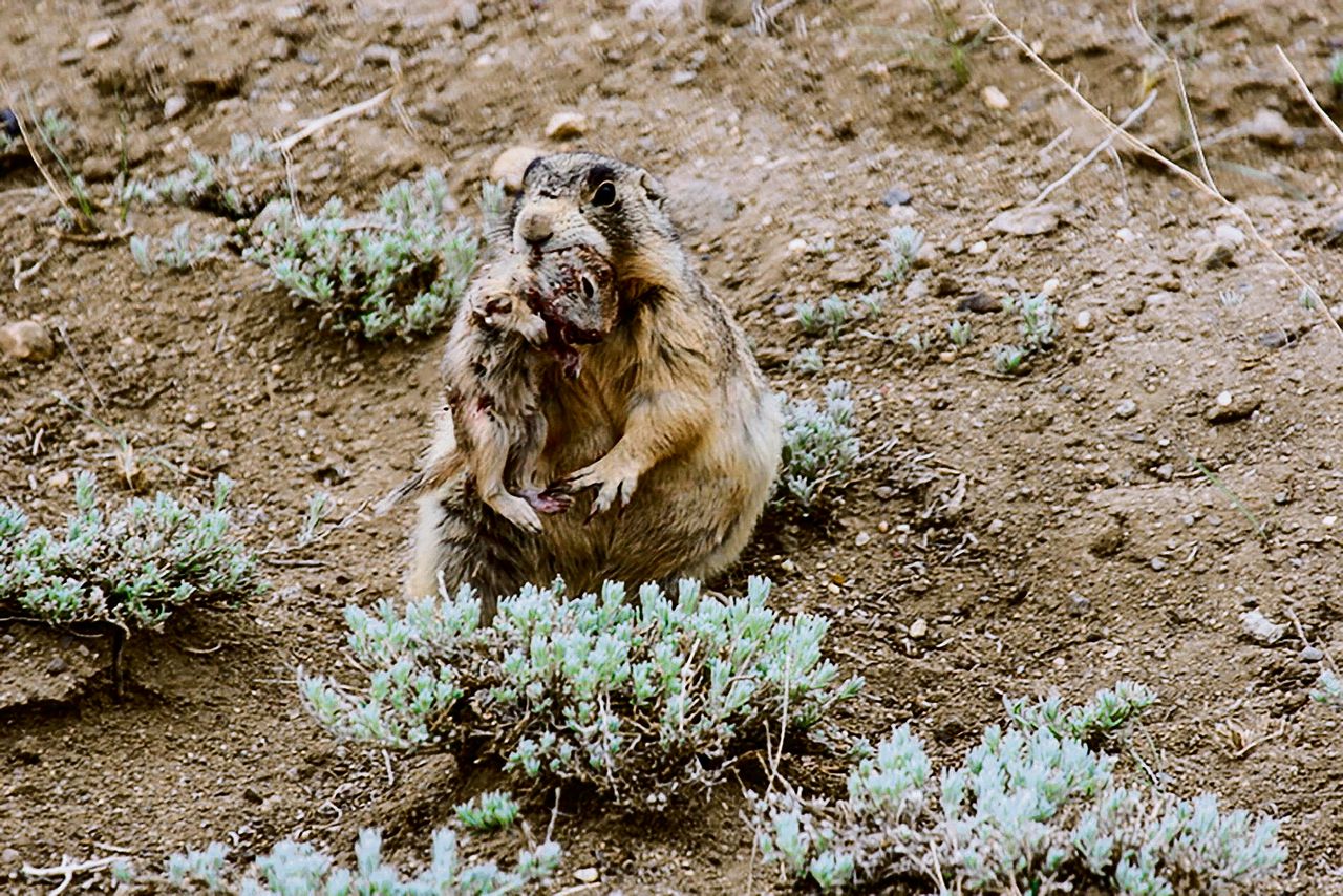 Een witstaartprairiehond in Colorado (VS) heeft net een Wyoming-grondeekhoorn gedood.