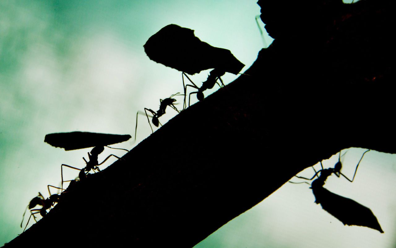Een mier die behoort tot de myrmicinae subfamilie in een Duitse dierentuin.