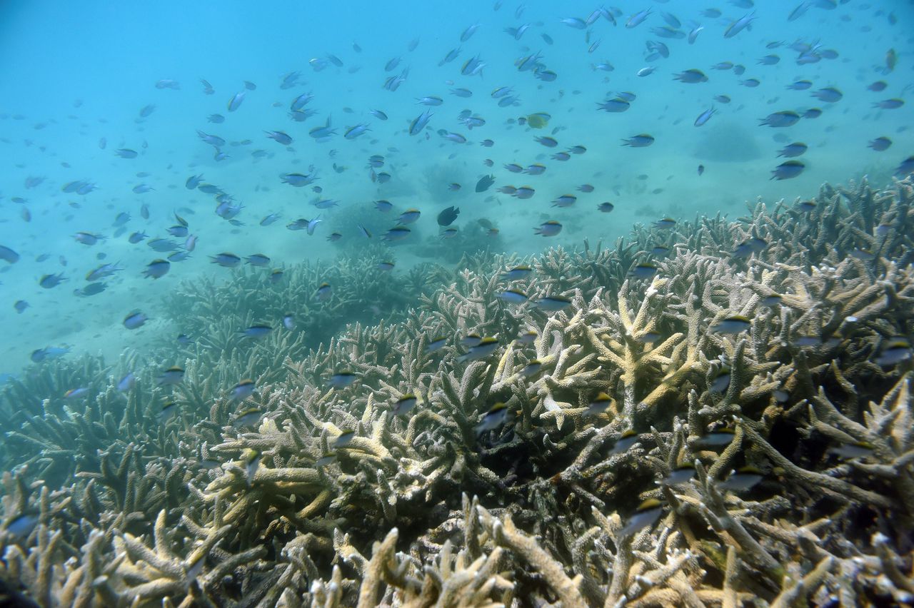 Het koraal in het rif lijdt onder de temperatuurstijging van het water.