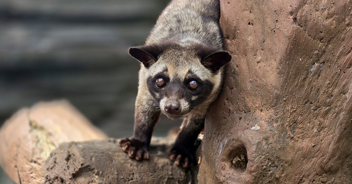 De bijzondere chemie van uitgekakte kattenkoffie