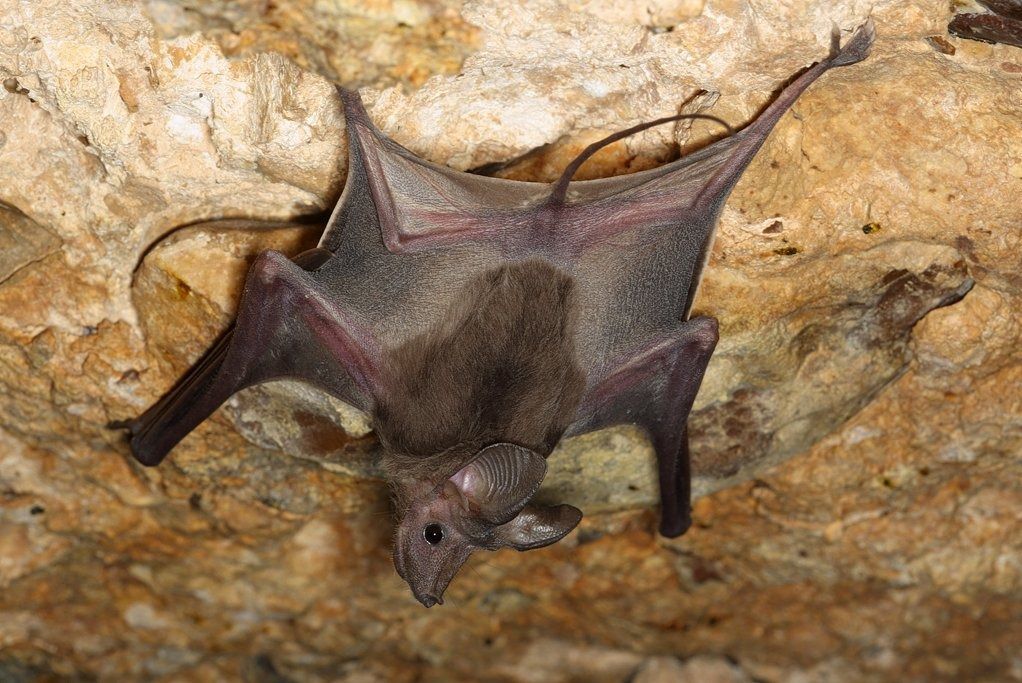 This bat uses its tail as a blind stick