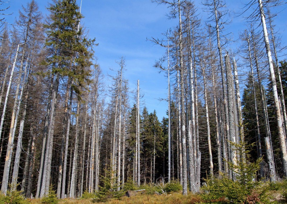 NRC checkt: ‘Zure regen en Waldsterben bleken onzin te zijn’