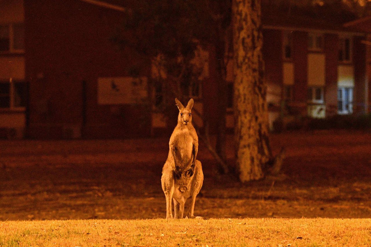 Een kangoeroe in Nowra in New South Wales in december.