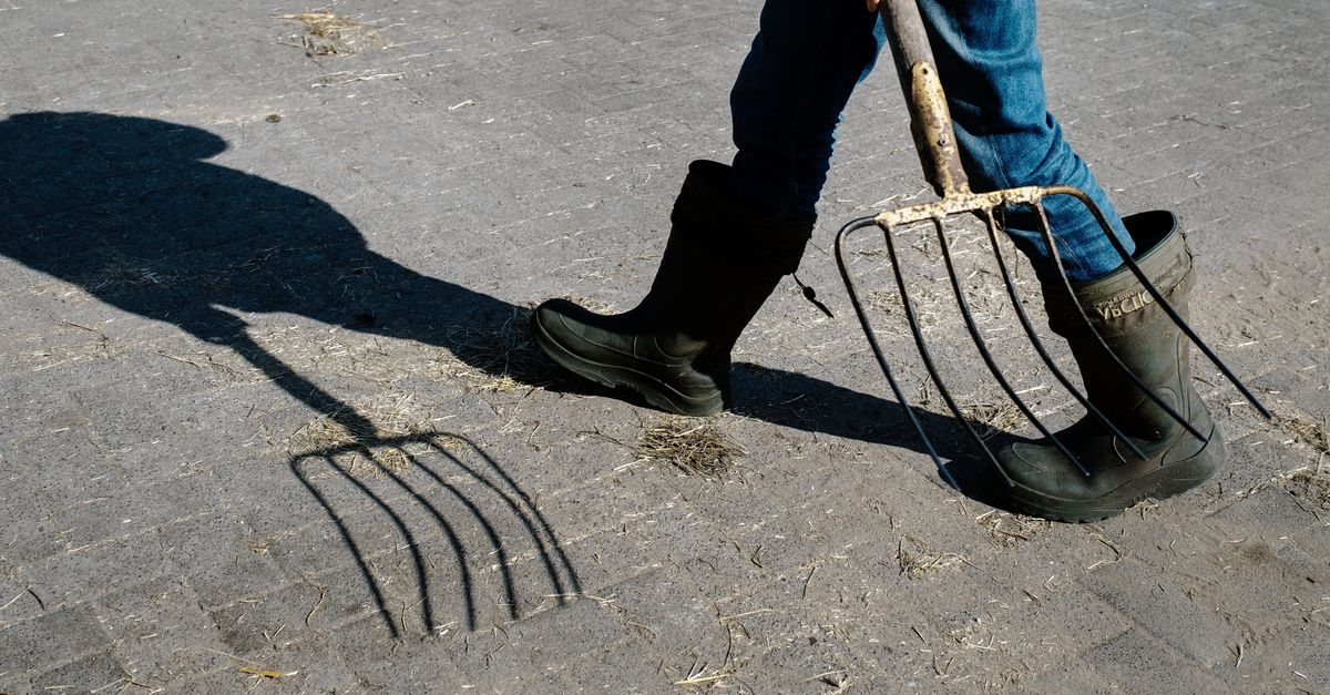 Melkveehouders willen alleen biologisch werken als de overheid ze beter helpt, blijkt uit onderzoek
