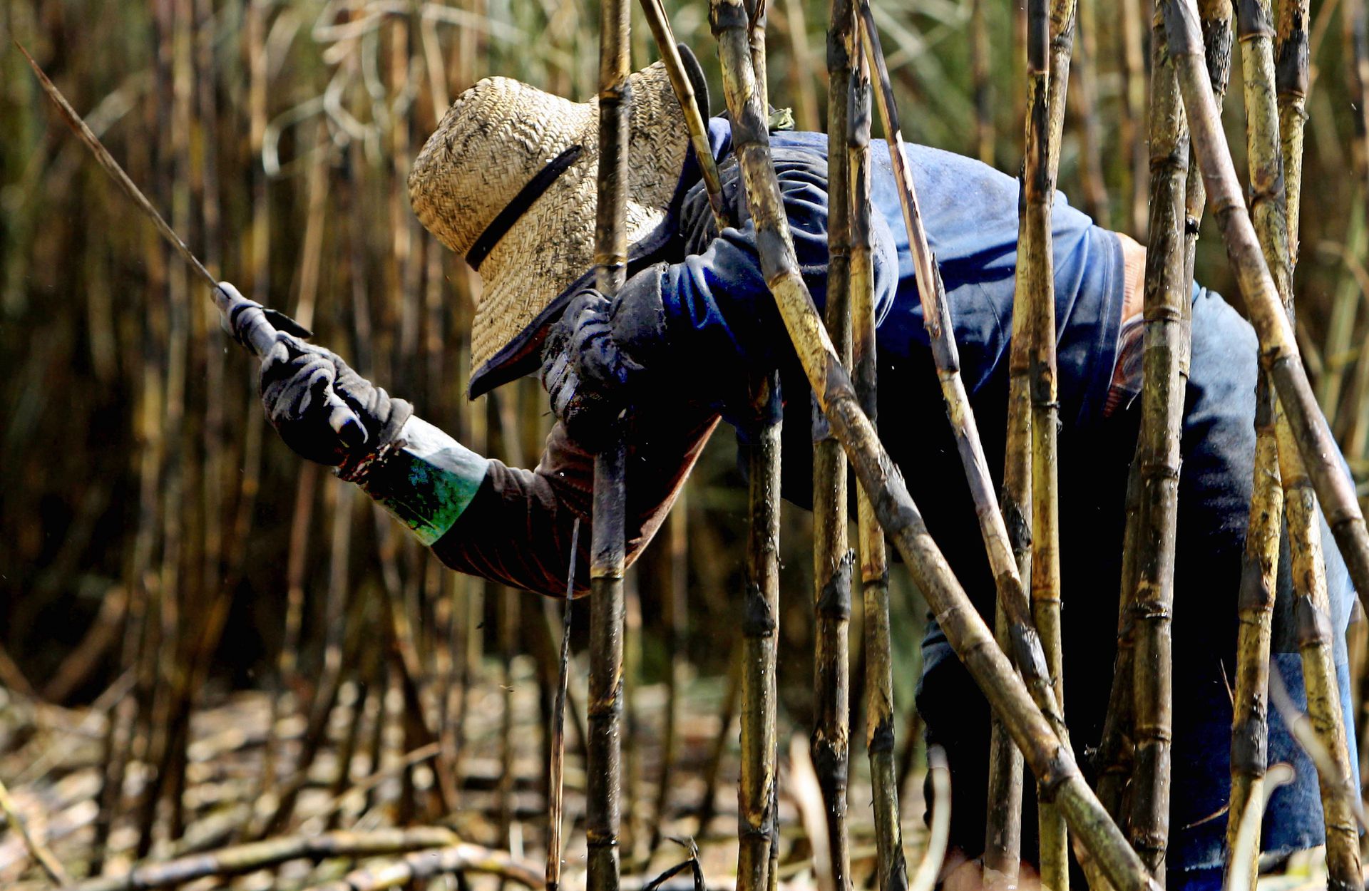 Рубщик сахарного тростника 8. Плантации сахарного тростника в Бразилии. Сахарный тростник в Бразилии. Бразилия плантации сахарного тростника мачете. Сахарный тростник в Египте.