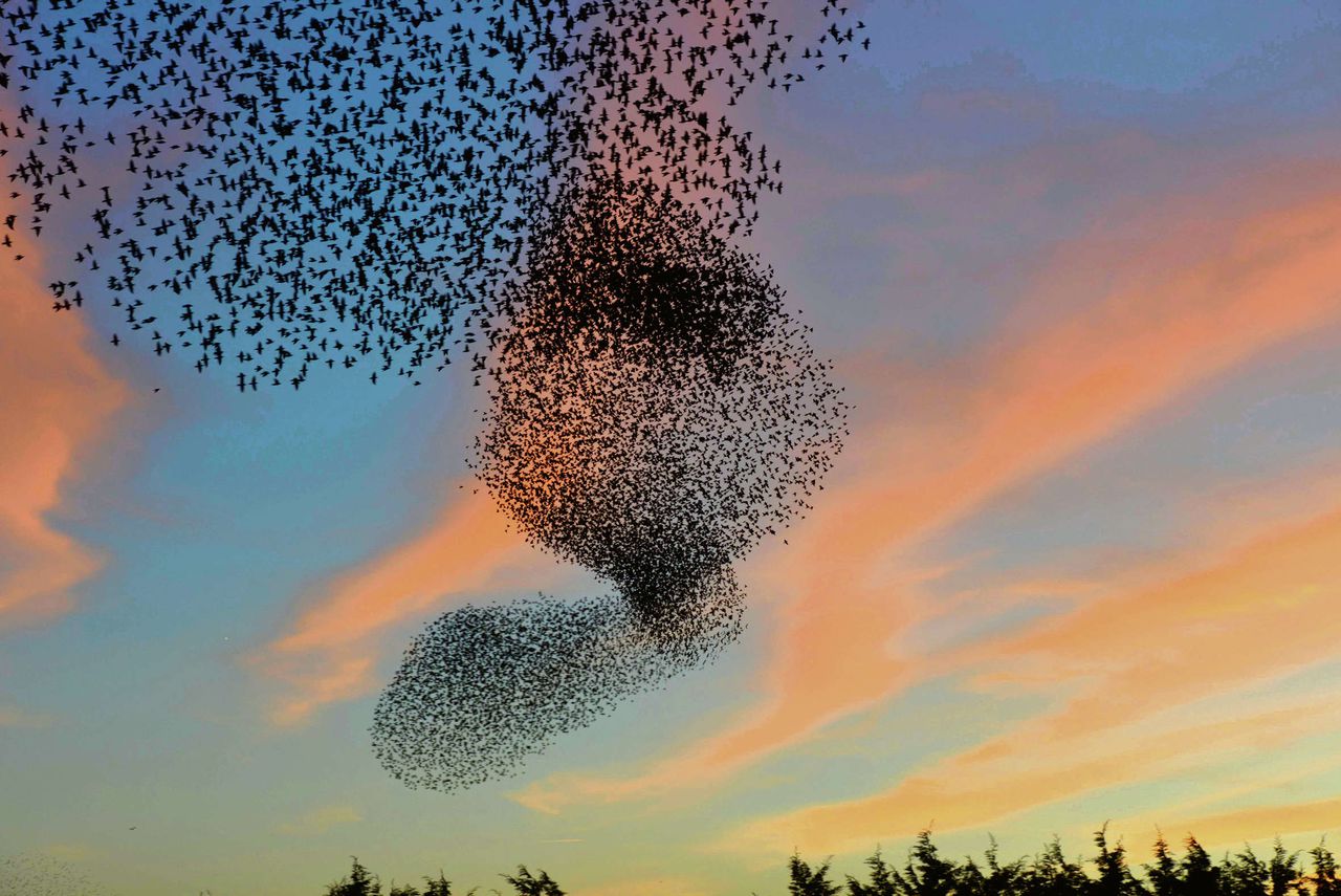 Nieuw zwerminzicht: spreeuw wil altijd een stukje lucht ...