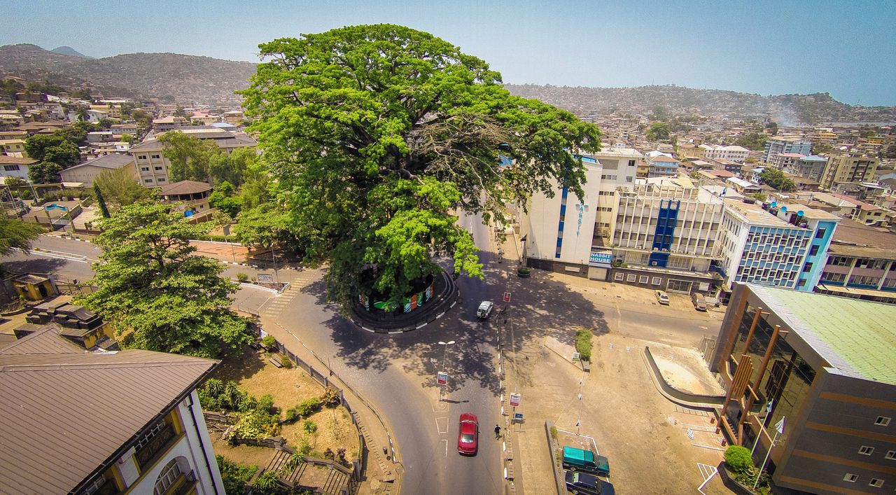 De takken van een eeuwenoude kapokboom in het centrum van Freetown overspanden een heel kruispunt. De nationaal bekende ‘cotton tree’ bezweek deze week door hevige regenval.