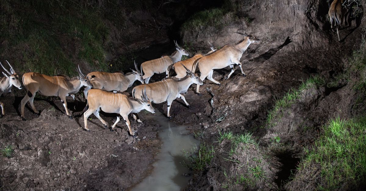 Surprising visitors in a nighttime Kenyan wildlife park