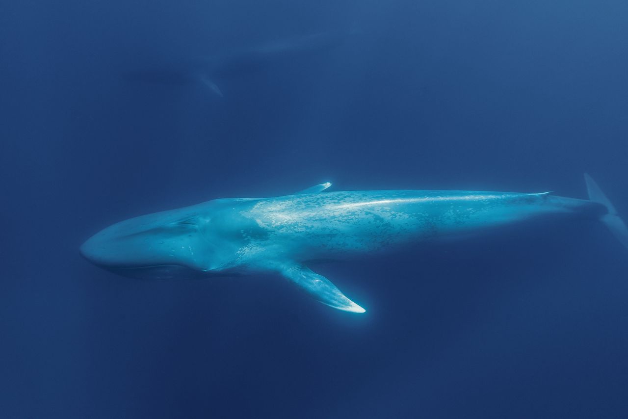 De blauwe vinvis is het grootste dier op aarde. De zoogdieren kunnen tot dertig meter lang worden.