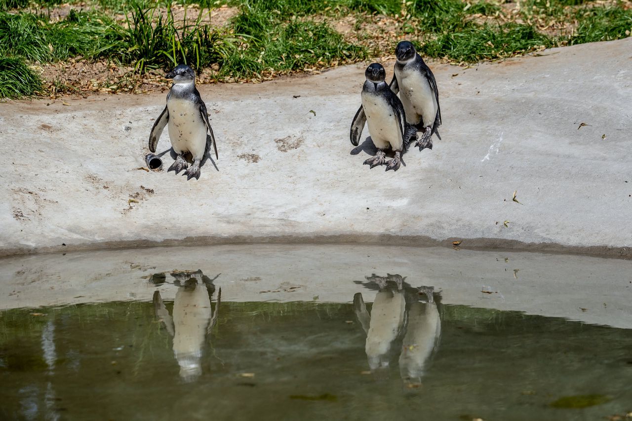 Het mysterie van de vergiftigde pinguïns in Maastricht 