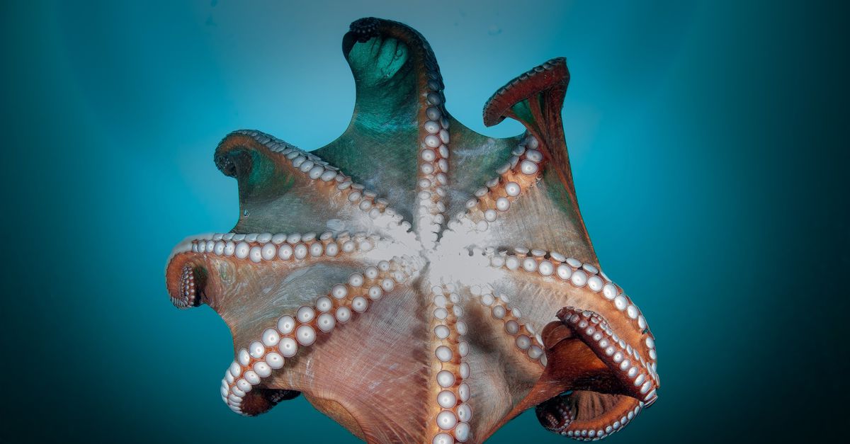 Reusachtige vleesetende octopussen kraakten 100 miljoen jaar geleden hun prooien met volle kracht