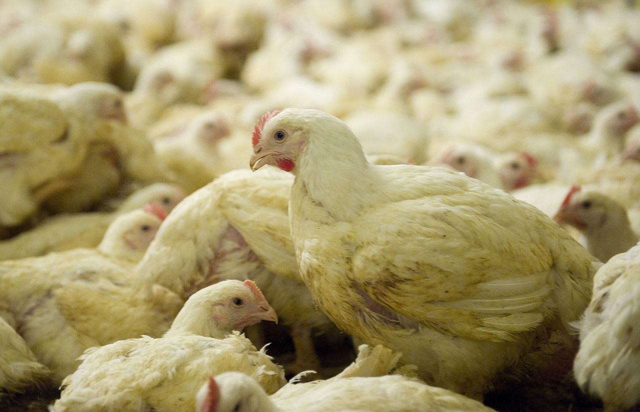 Twee weken geleden werd ook al bij een pluimveebedrijf in het Gelderse Puiflijk de vogelgriep vastgesteld.