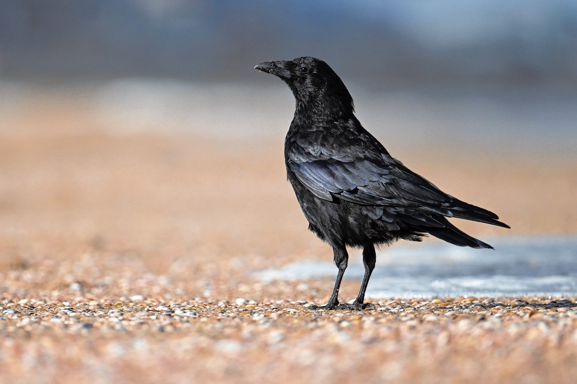 Een grote, slimme zangvogel: de zwarte kraai - NRC