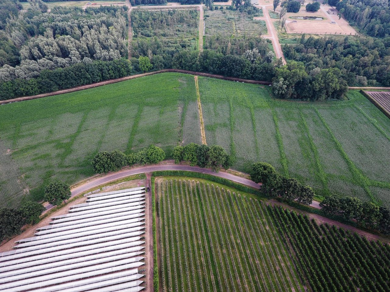 Landerijen in Soerendonk. De groene lijnen markeren sloten die ruim veertig jaar geleden werden gedempt. Daar kan de aangeplante maïs nog water vinden, waar hij op andere plekken verdort.
