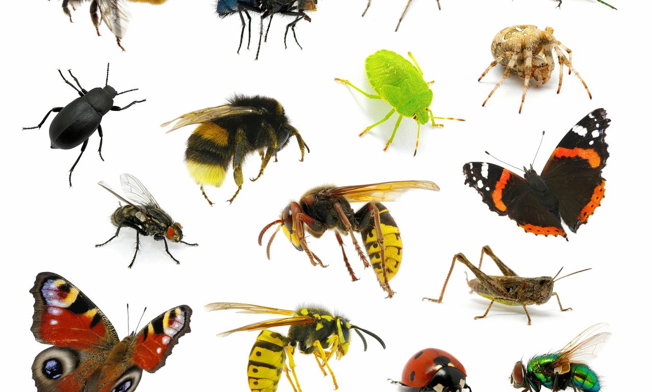 NRC checkt: ‘Nederland grootste insectenimporteur van EU’ 