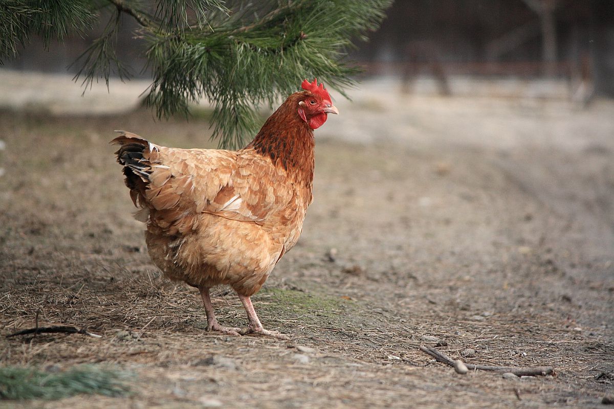 Kippen moeten een 'Beter Leven' hebben, vinden Wakker Dier en de Dierenbescherming. Unilever gehoorzaamt: de 'plofkip' gaat in de ban.