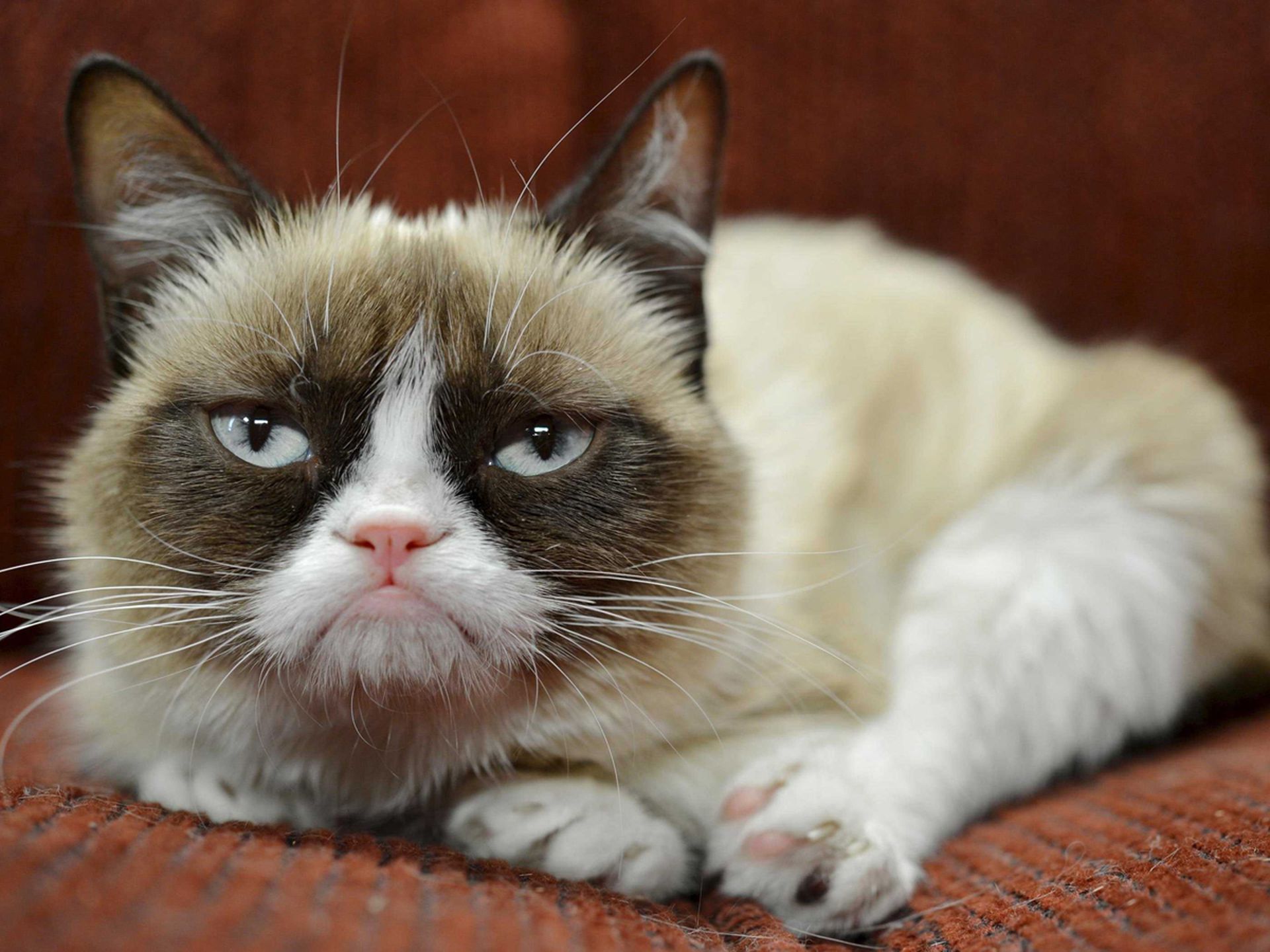 Labe filter George Stevenson Grumpy Cat is niet zomaar een kat, ze is een imperium - NRC