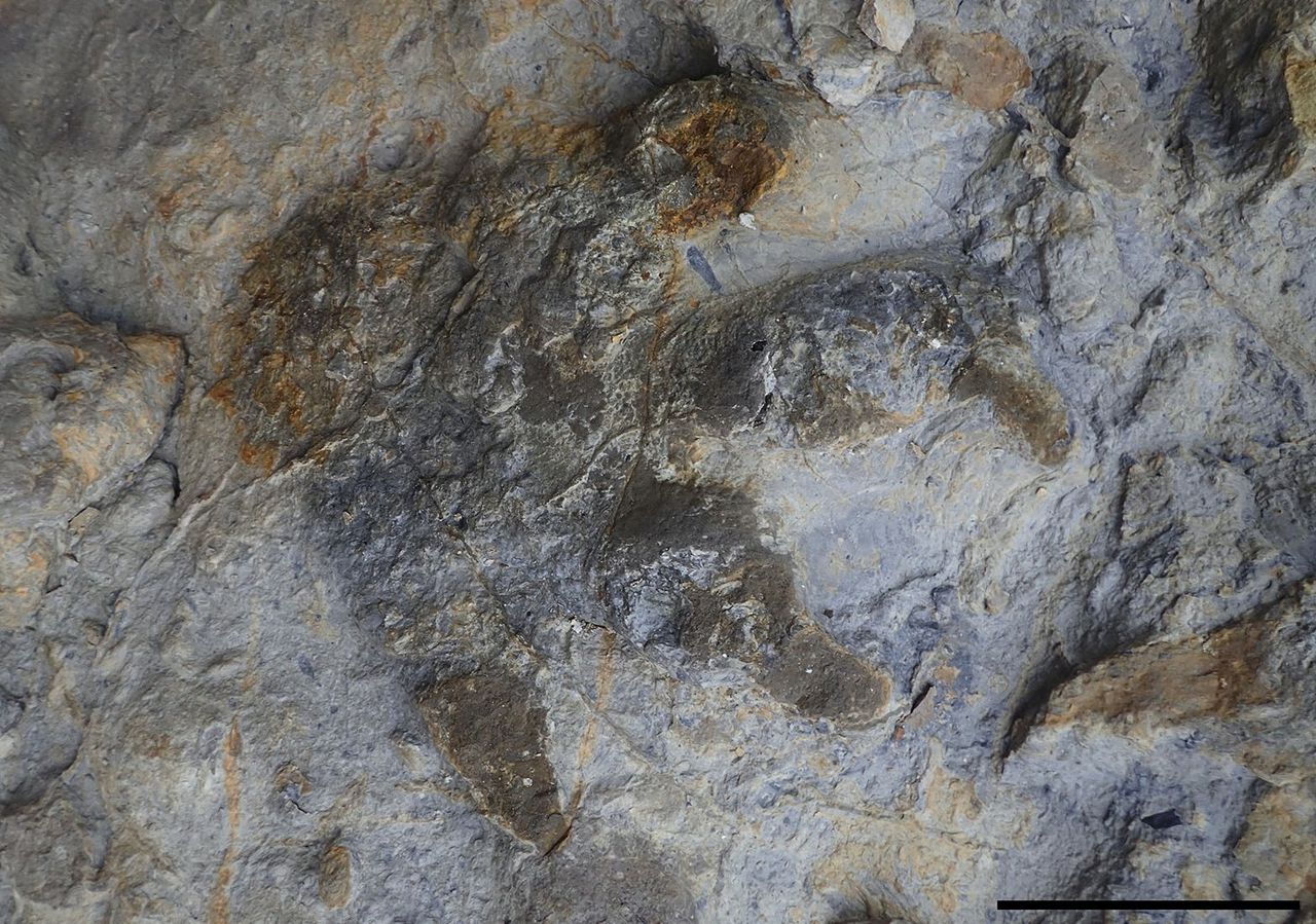 De voetafdruk van een gepantserde Ankylosauriër.