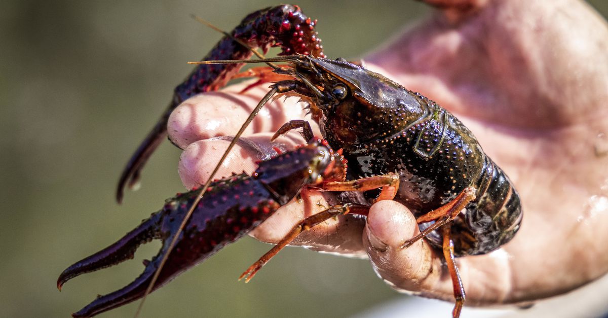 In dit Leidse park is het gelukt om met &#8216;natuurvriendelijke oevers&#8217; de invasieve rivierkreeft terug te dringen