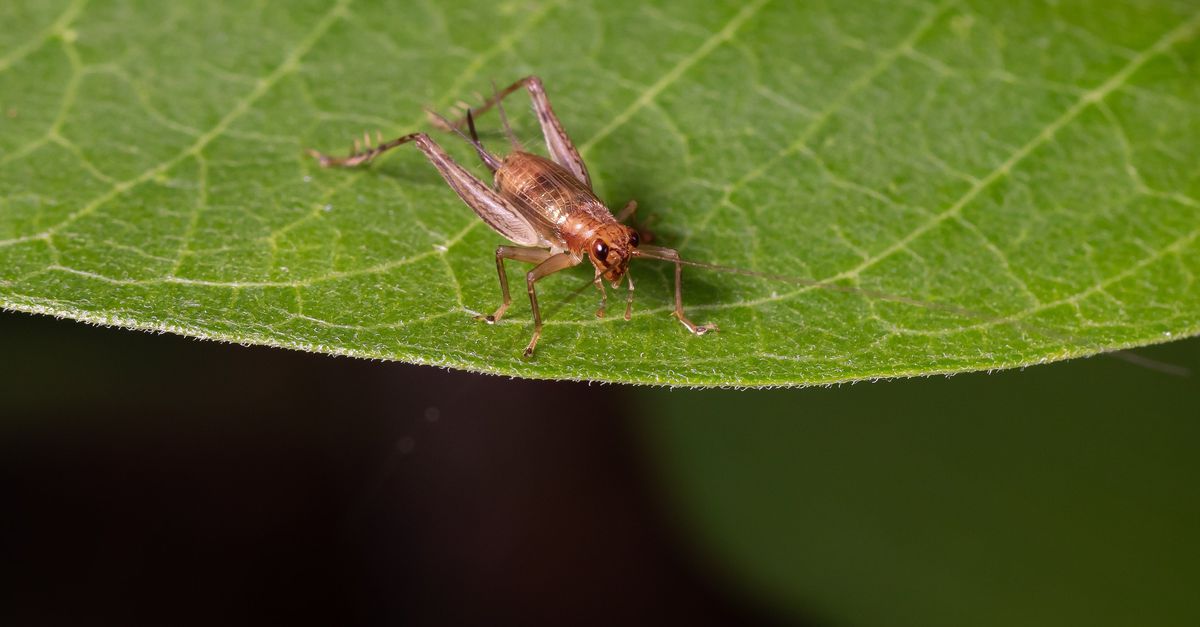 Reviews |  Do we know what we eat with insects?