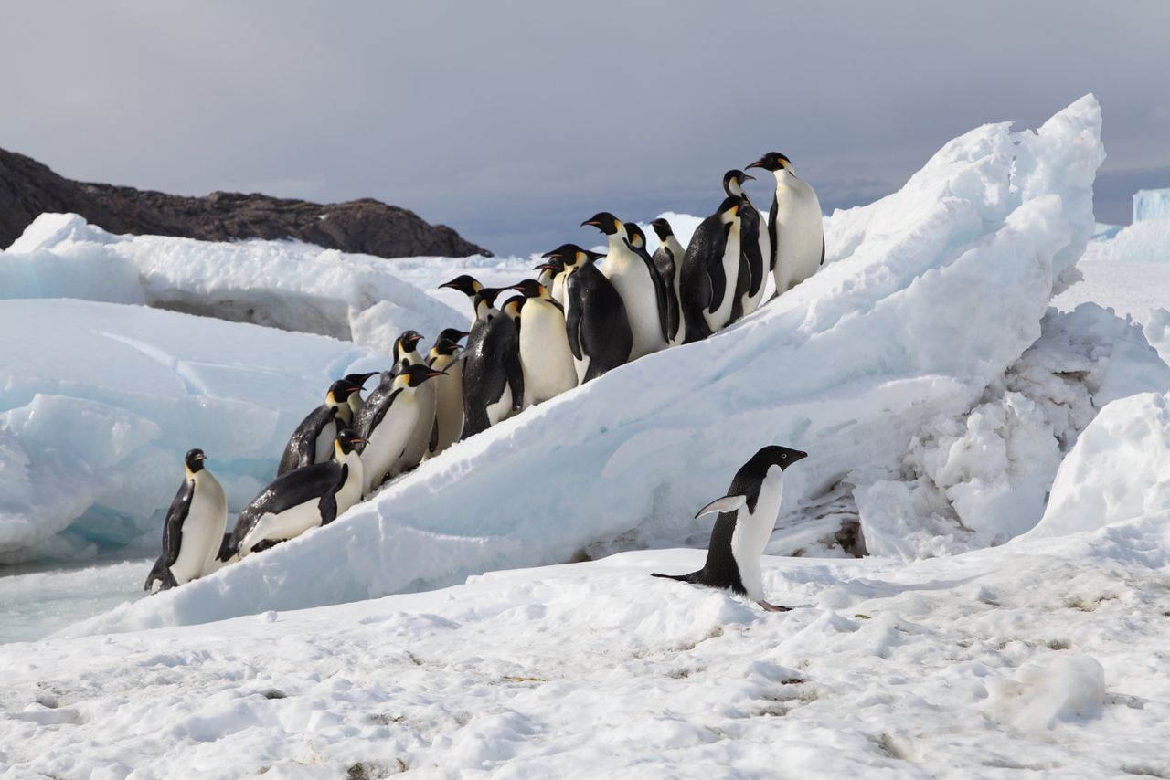 Keizerspinguïns op Antarctica.