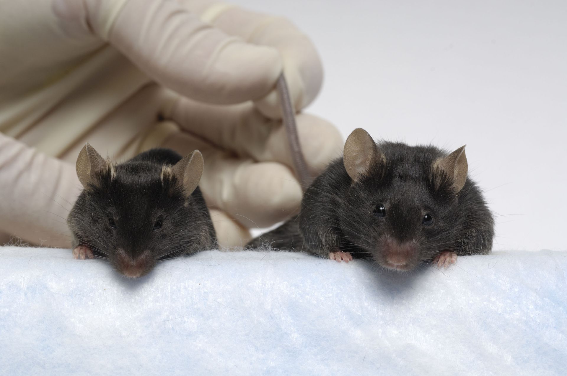 мутации мышей