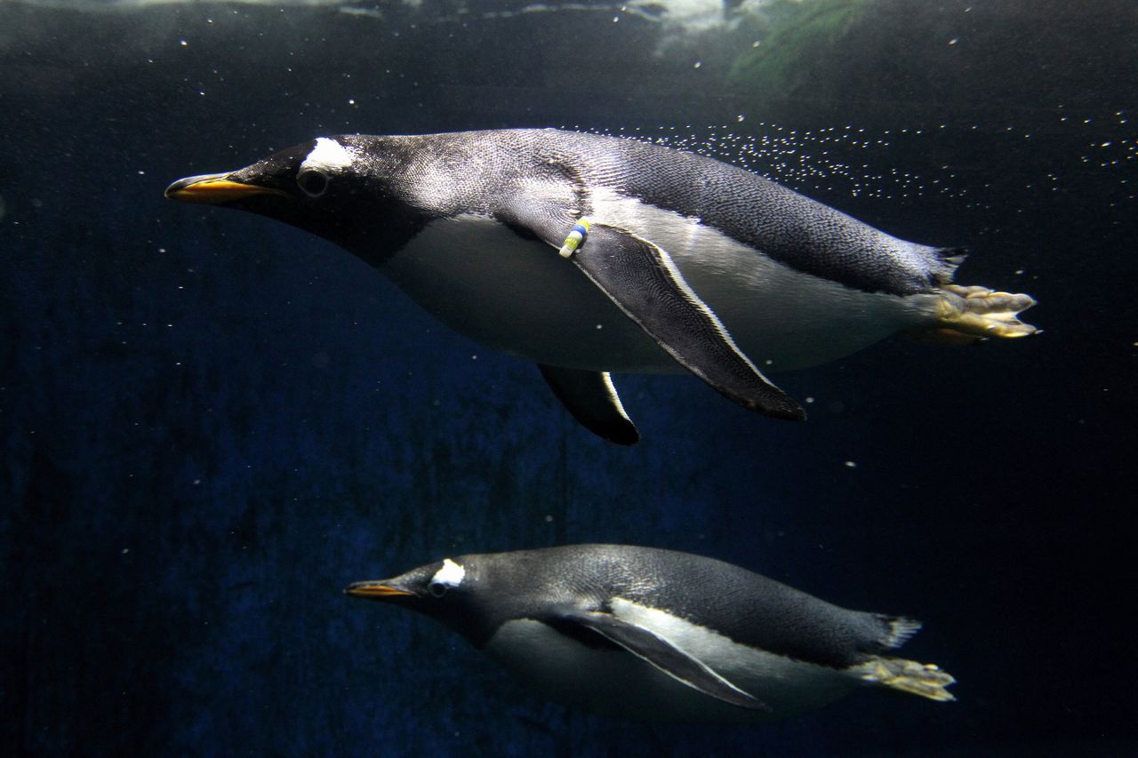 Nieuwe eilanden in de oceaan bepalen  ontstaan nieuwe pinguïnsoorten 