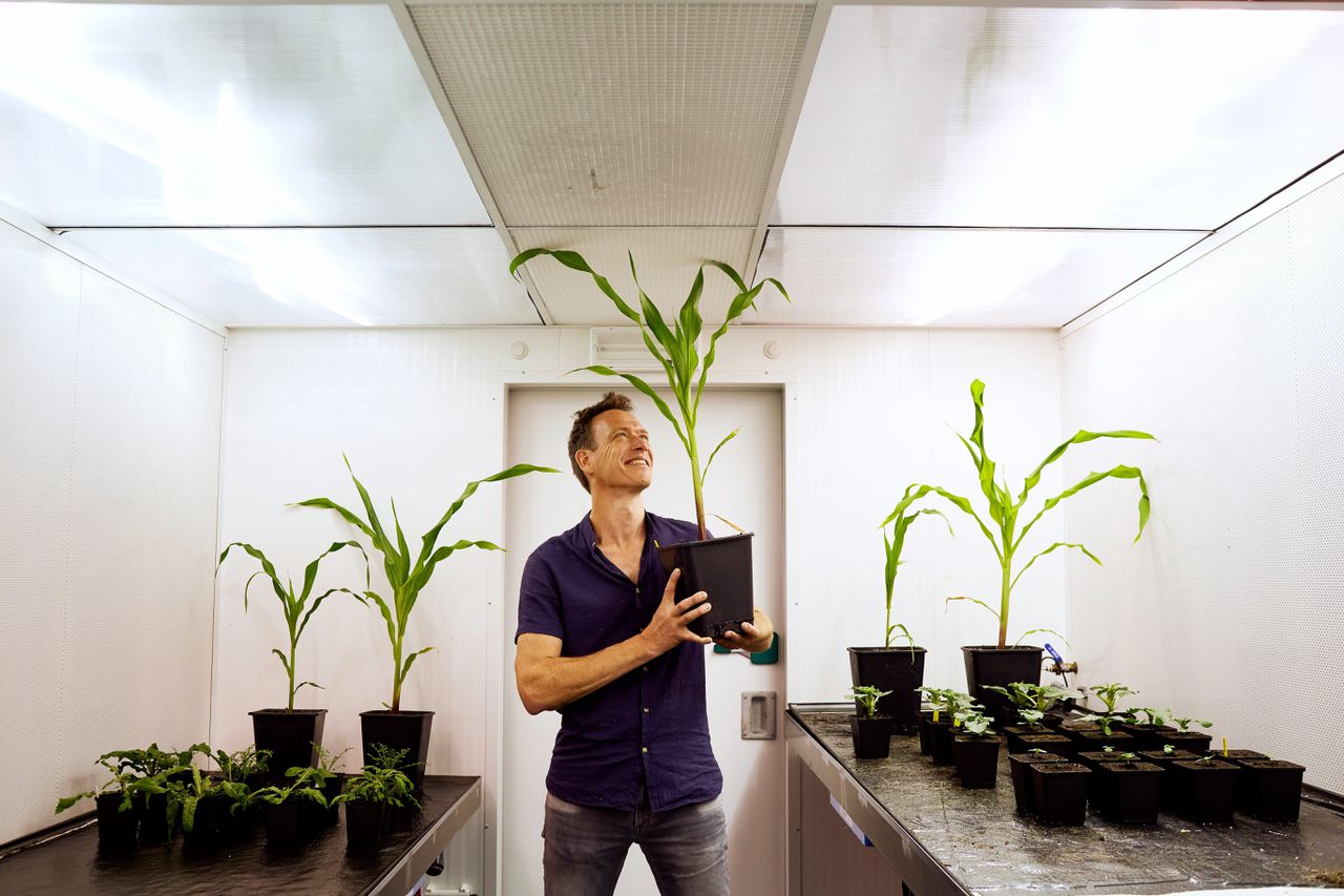 Ronald Pierik: „Boeren willen zo veel mogelijk gewassen op een klein oppervlak. Planten schieten dan snel de hoogte in, waarbij ze elkaars licht wegnemen.”