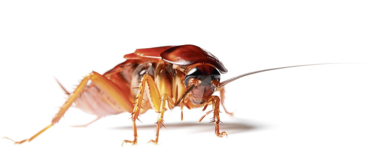 Kakkerlak heeft geweldige afweer tegen gif en bacteriën 