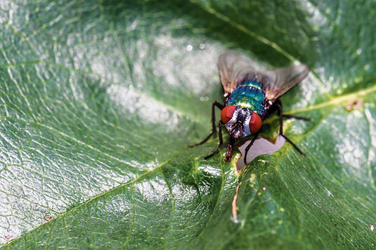 Blauwgroene bromvlieg (Lucilia sericata), een veel voorkomend insect in Nederland en Duitsland.