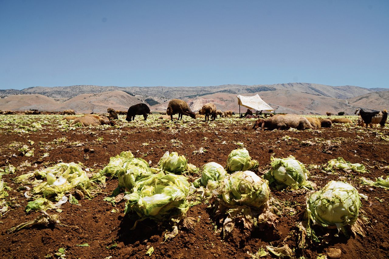 Schapen eten de rottende, kostbare ijsbergsla van de Libanese boer Dalloul maar op, nu hij die niet meer mag exporteren naar Saoedi-Arabië.