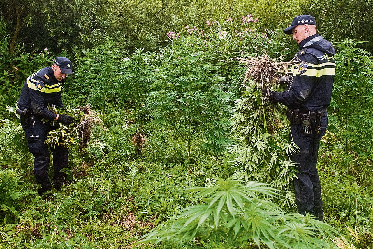 Politieagenten in de Biesbosch, afgelopen zomer. In het natuurgebied werden drie wietplantages aangetroffen.