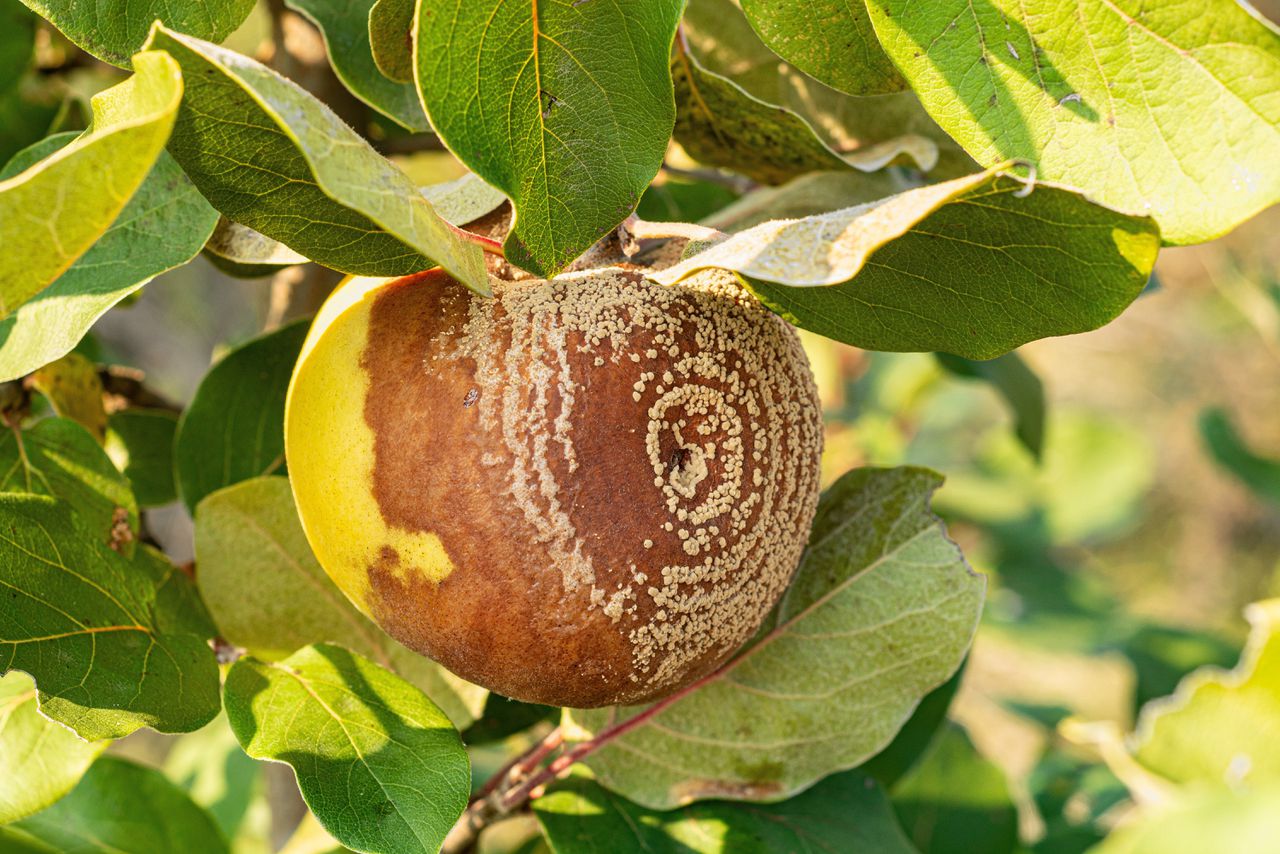 Waardoor groeien sommige schimmels op appels in van die mooie cirkels?