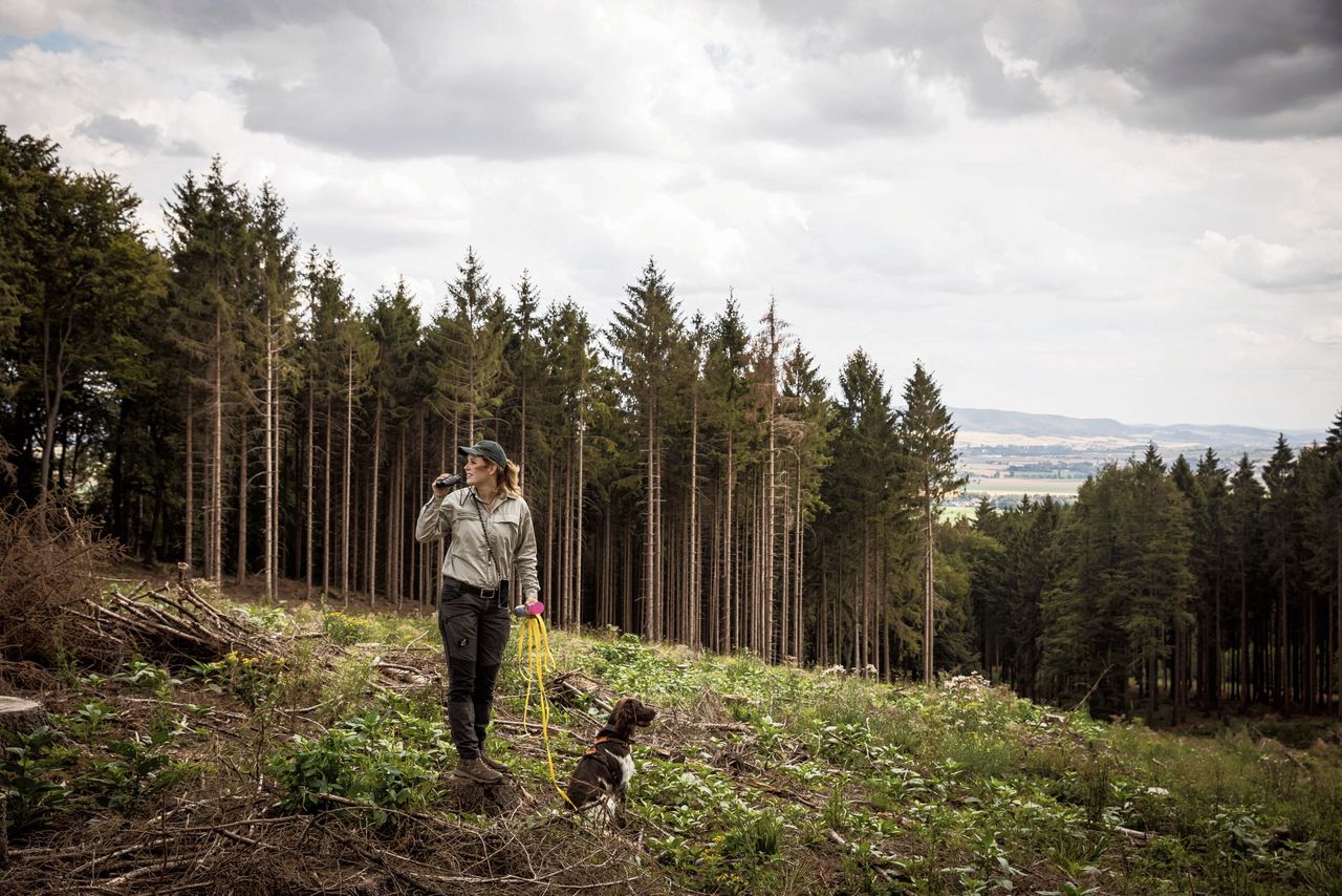 Boswachter Julia Bömeke en haar hond Eiko in de aangetaste bossen bij Mehle, onder Hannover. Sporen van de schorskever.