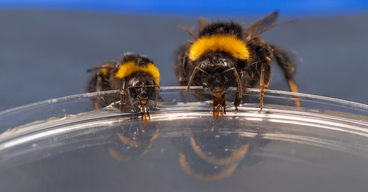 Bij hommels zien de tongen van koninginnen er anders uit dan bij werksters